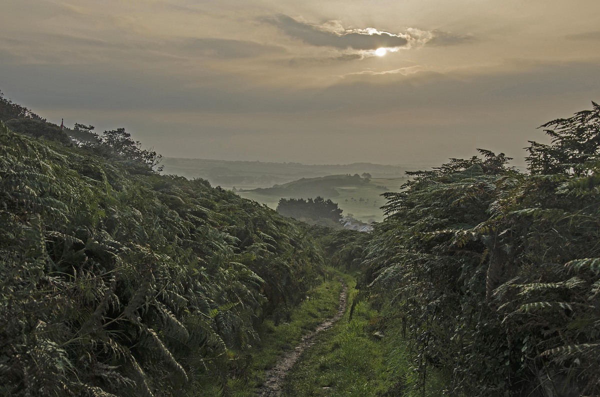 Muddy Path